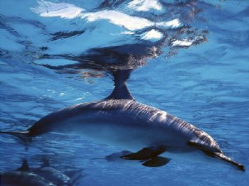 Stenella -  Shot taken  in the southern Egipt Red Sea.The... by Cristiano Zampicinini 